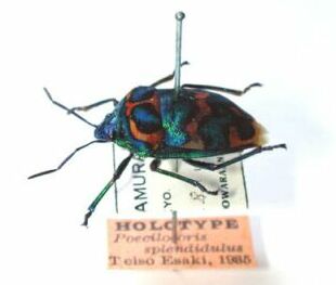 ニシキキンカメムシ Poecilocoris splendidulus Esaki, 1935